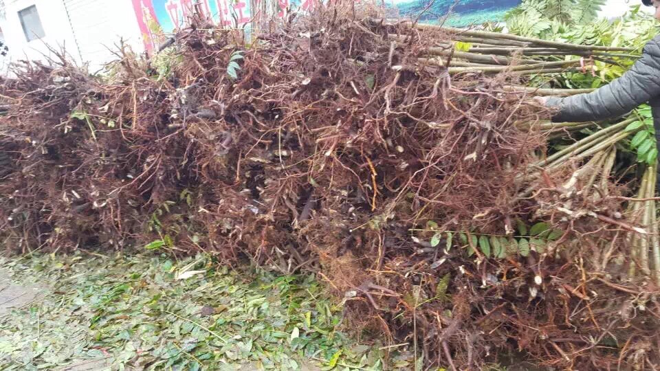 香椿品種圖片/香椿品種樣板圖 (4)