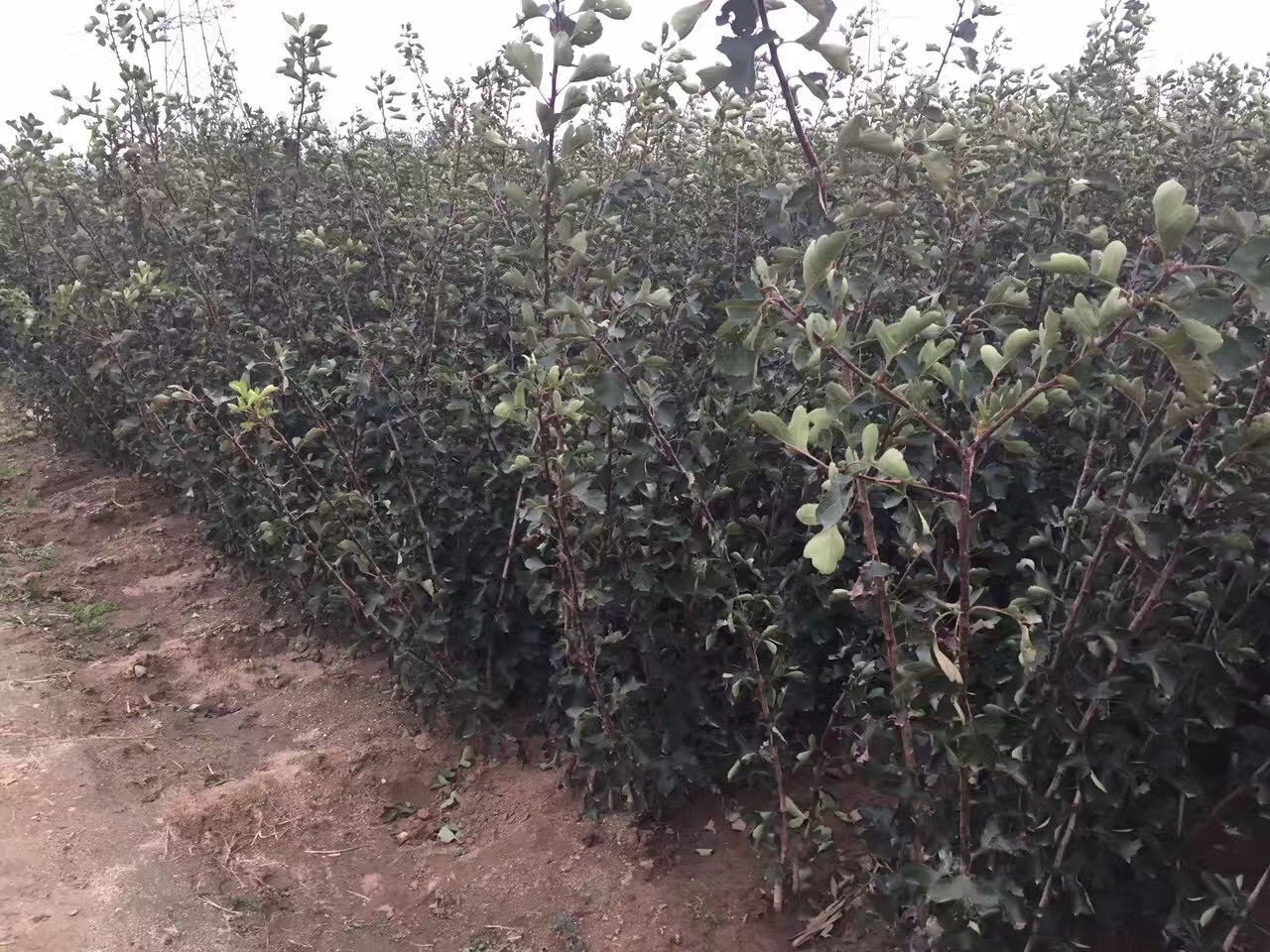 山楂苗山楂苗哪里有圖片