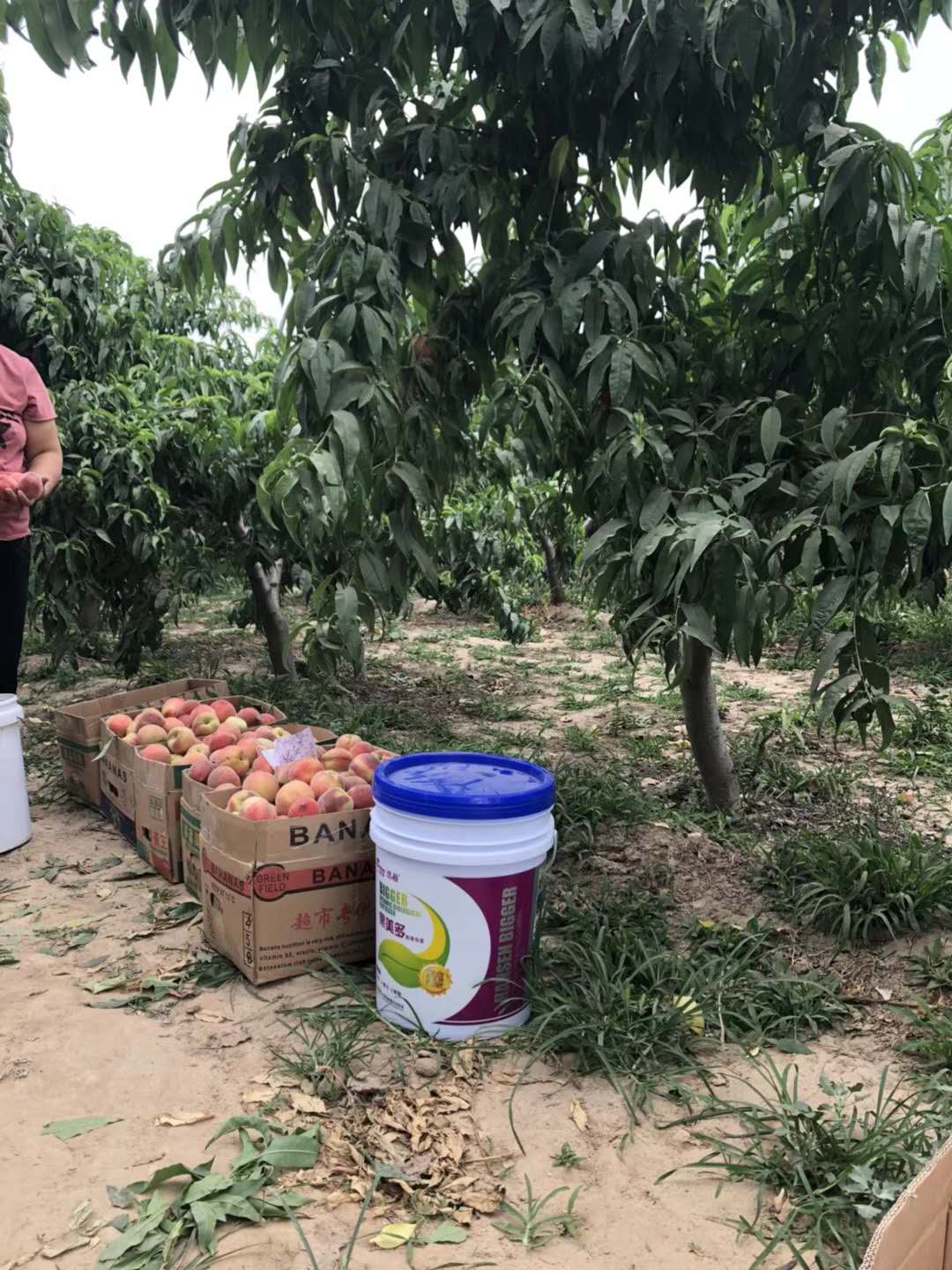 果美多膨果效果好不好圖片/果美多膨果效果好不好樣板圖 (1)