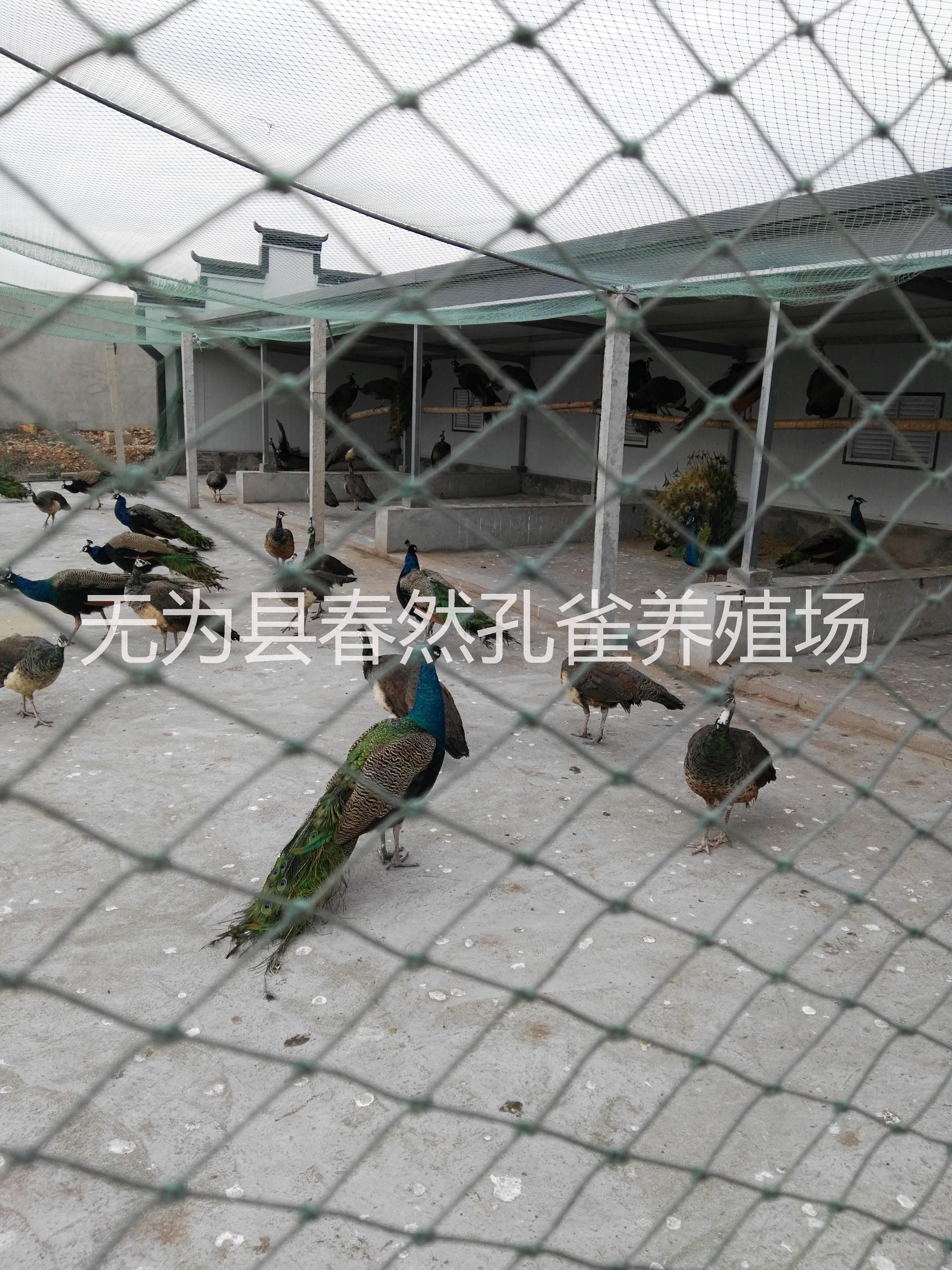 安徽規(guī)?；?養(yǎng)殖場供應