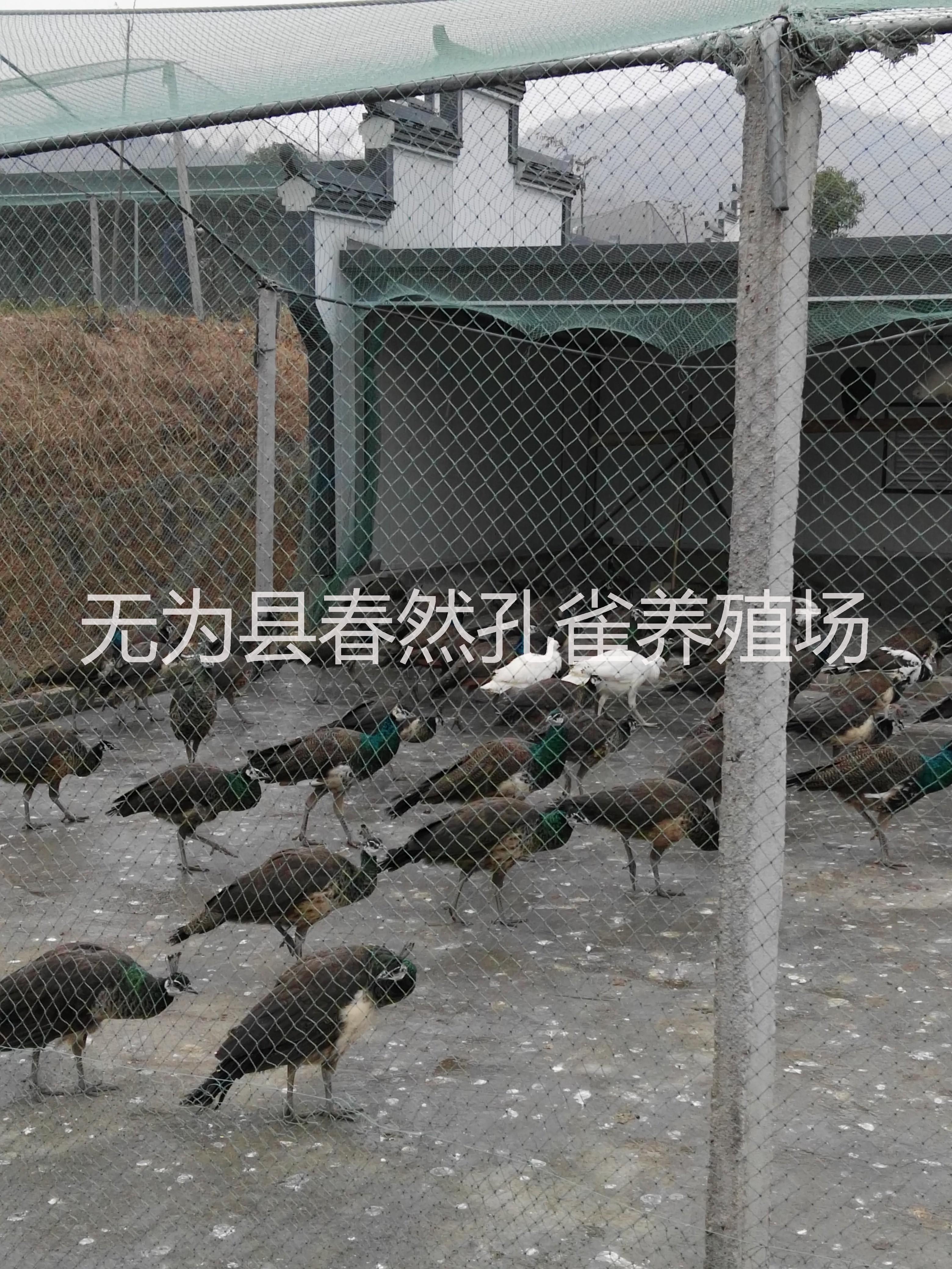 孔雀標(biāo)本圖片/孔雀標(biāo)本樣板圖 (4)