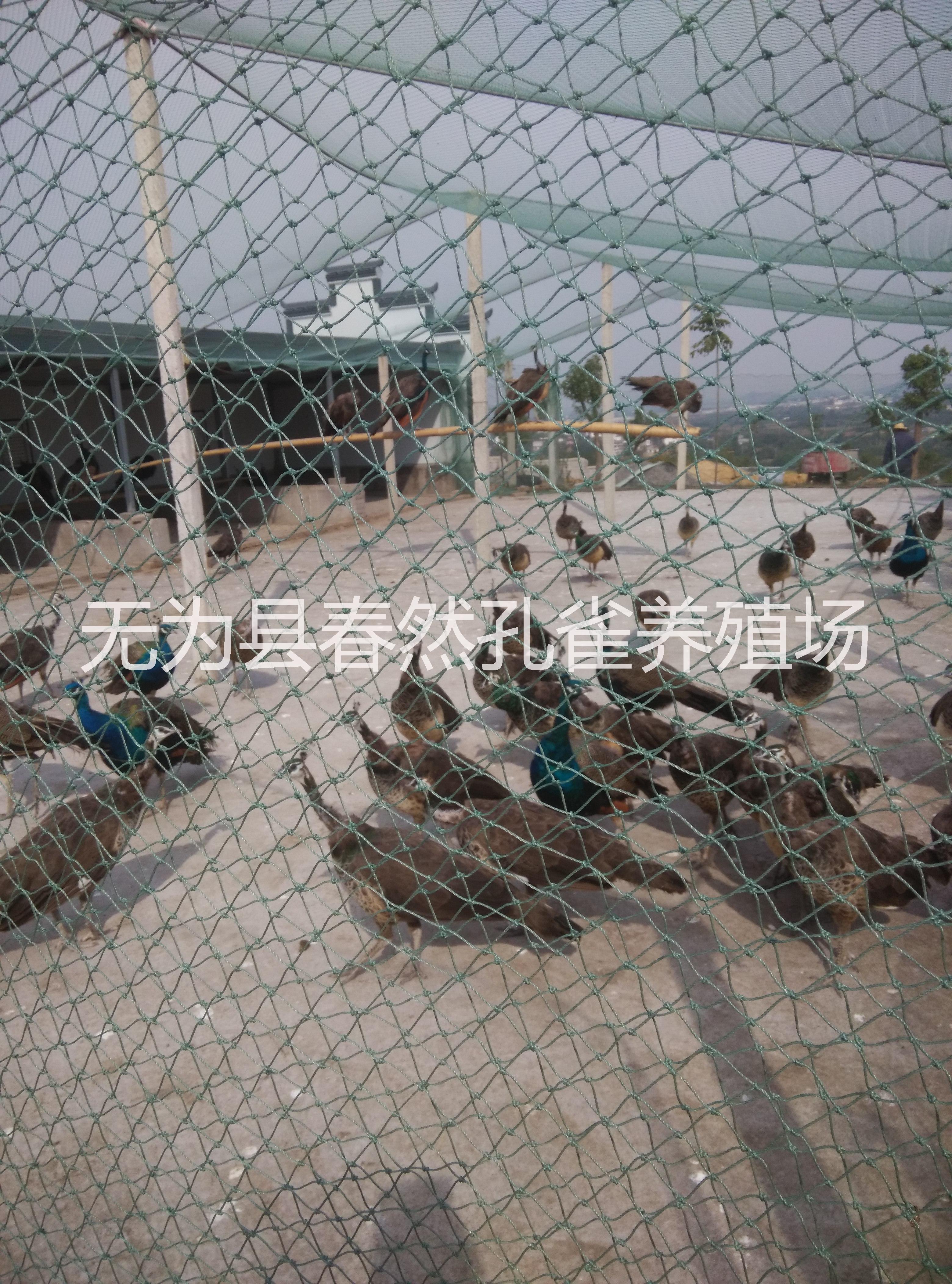 孔雀養(yǎng)殖圖片/孔雀養(yǎng)殖樣板圖 (3)