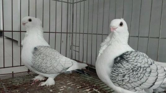 有幾種顏色圖片/有幾種顏色樣板圖 (3)