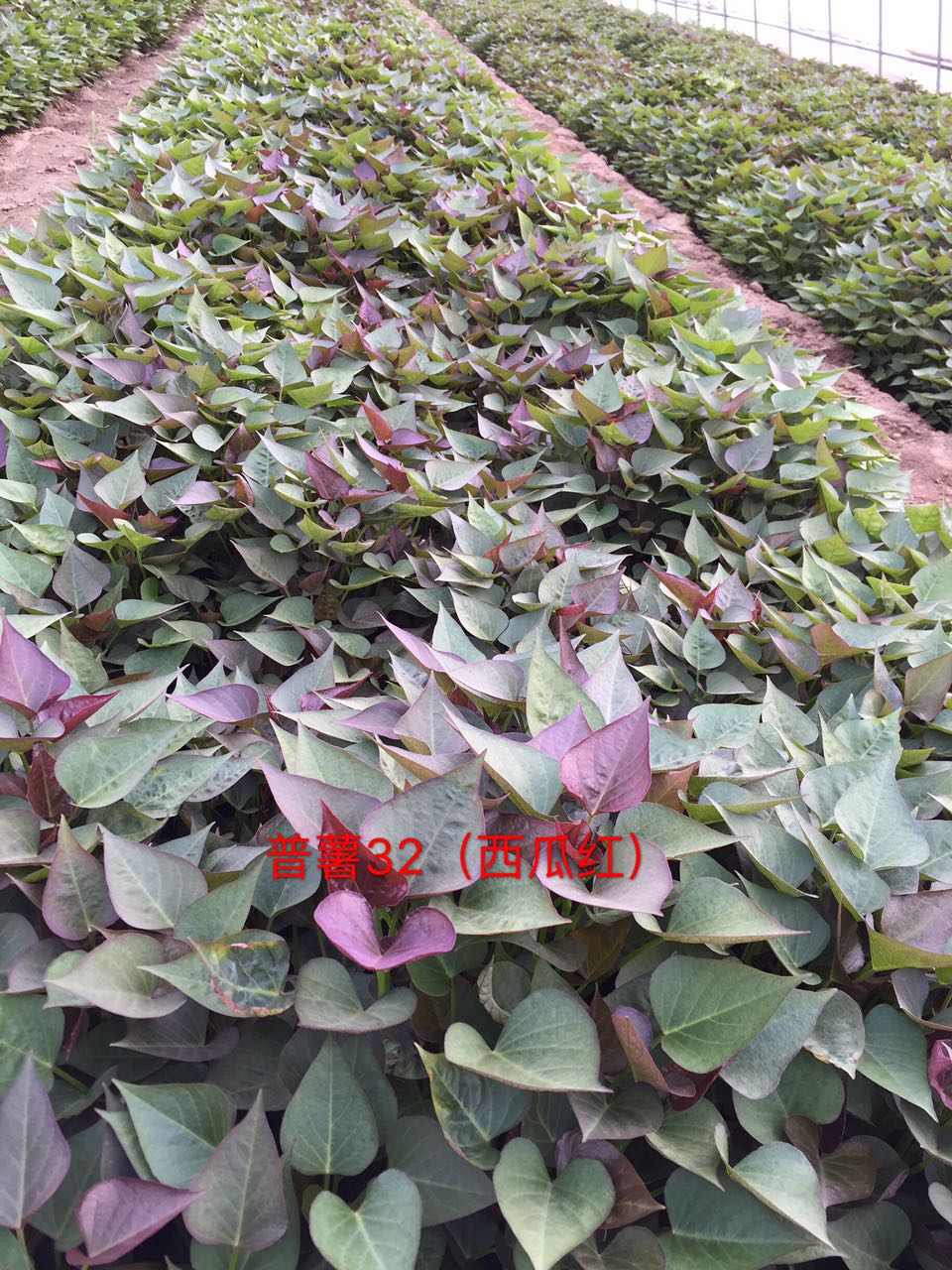 紅薯苗圖片/紅薯苗樣板圖 (4)