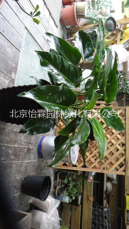 北京綠植租擺公司花卉租賃花卉租擺圖片