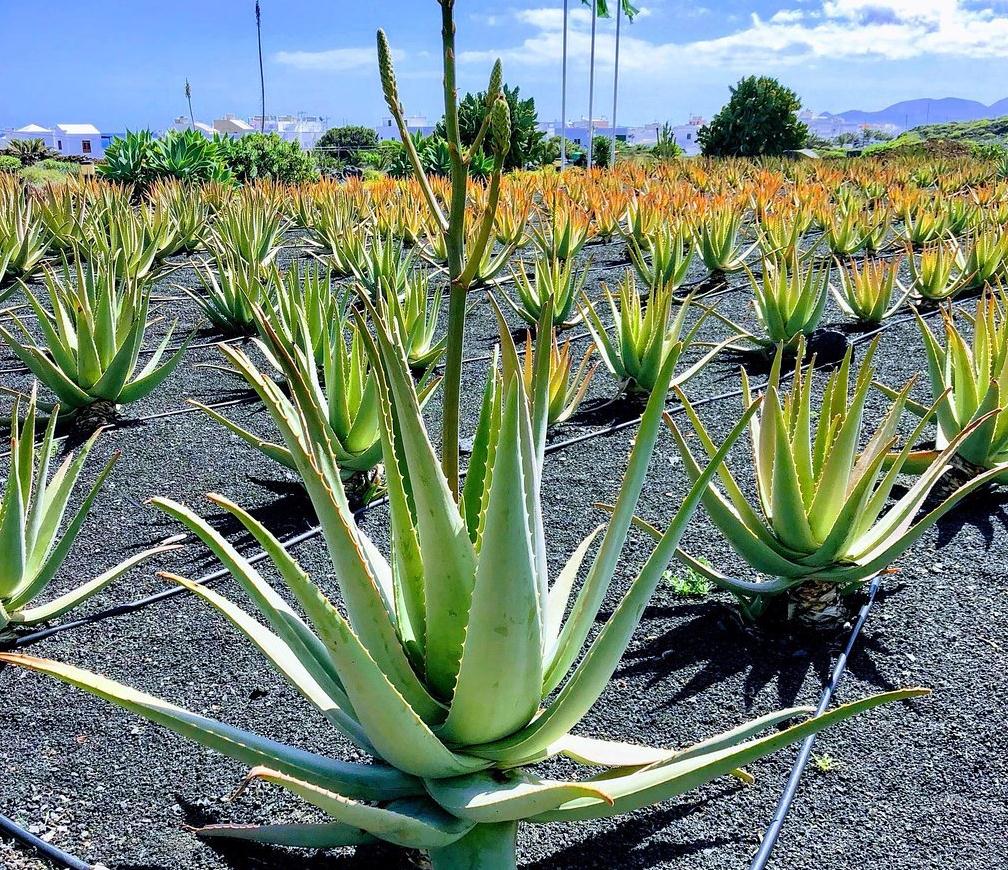 Lanzarote品牌故事