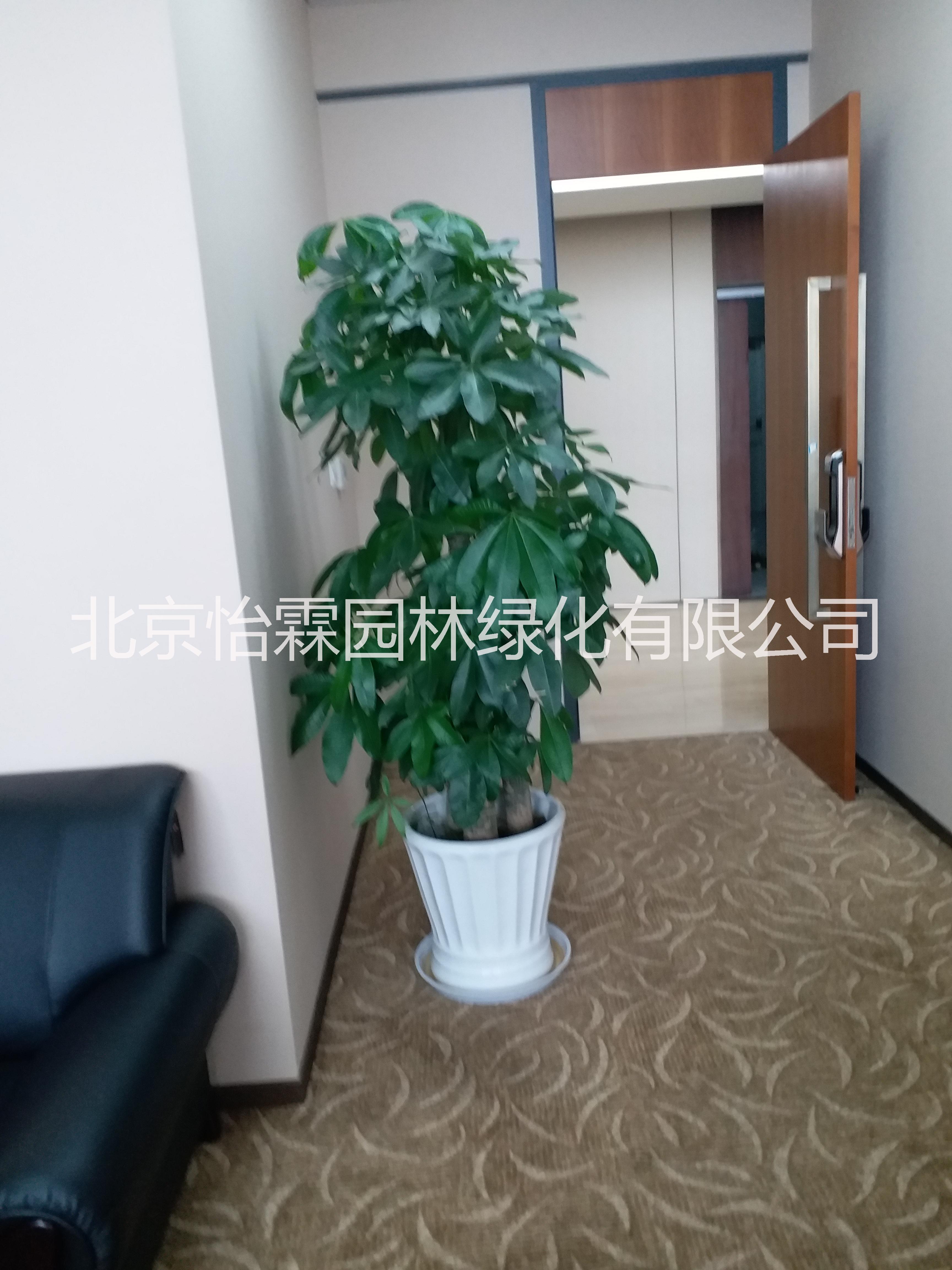 北京花卉出租圖片