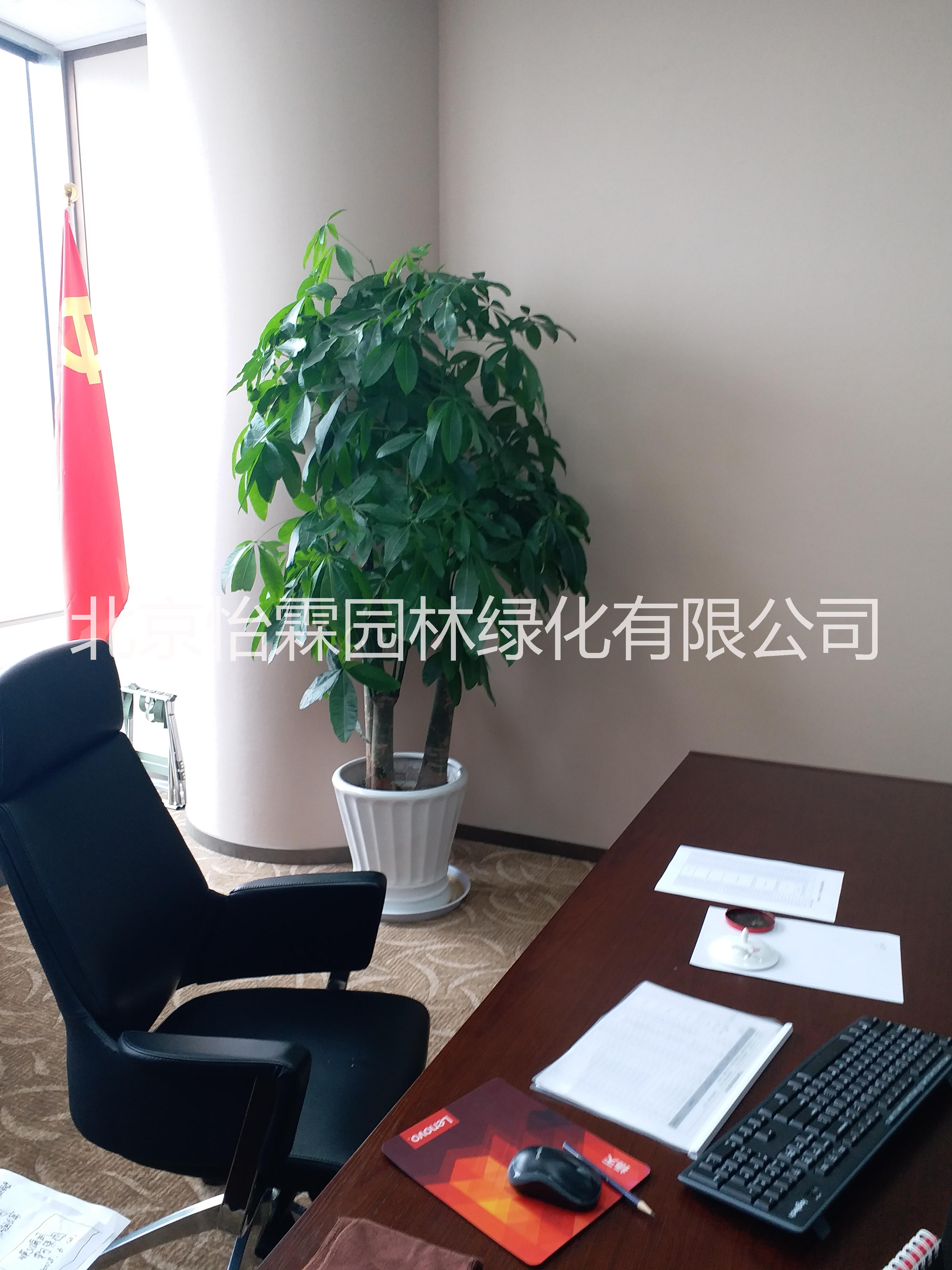 北京花卉銷售圖片/北京花卉銷售樣板圖 (2)