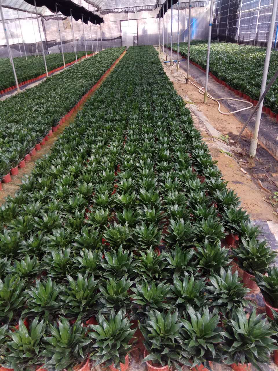 廣州苗木種殖圖片
