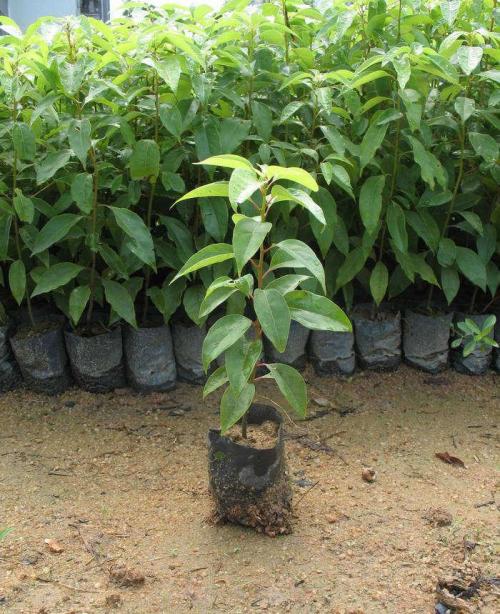 楓香小苗圖片/楓香小苗樣板圖 (4)