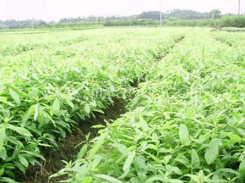 木荷苗圖片/木荷苗樣板圖 (2)