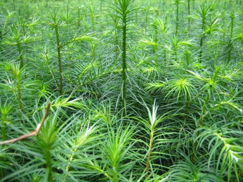 廣東杉木圖片/廣東杉木樣板圖 (3)