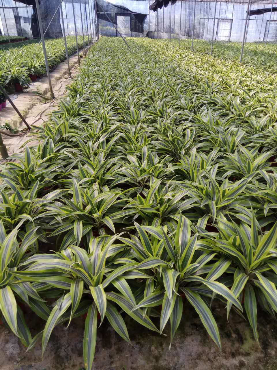 綠化養(yǎng)護(hù)圖片/綠化養(yǎng)護(hù)樣板圖 (2)