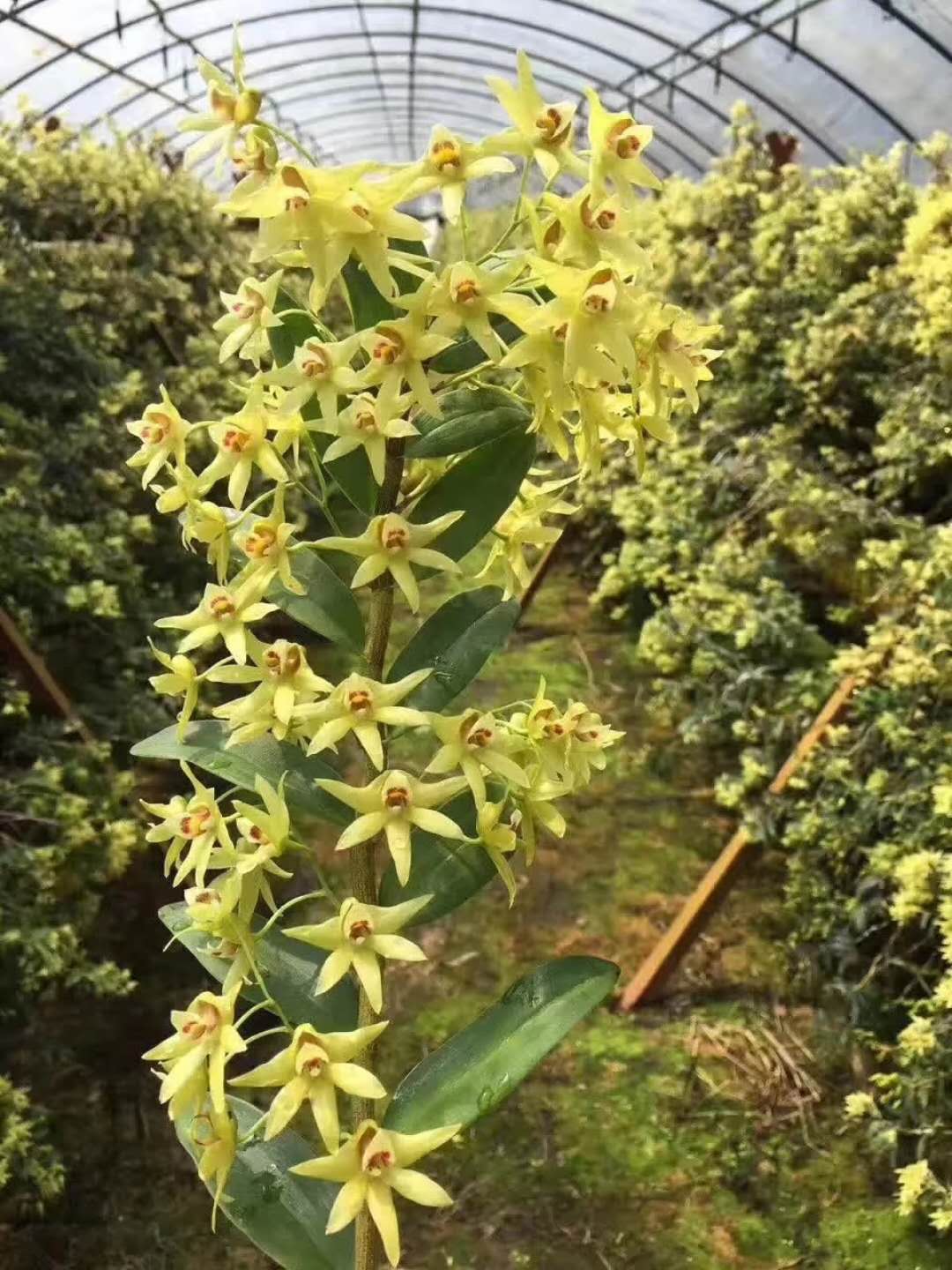 雁荡山铁皮石斛花雁荡山铁皮石斛花原产地品质保证香郁甘甜功效好