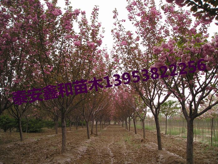 櫻花樹圖片/櫻花樹樣板圖 (1)