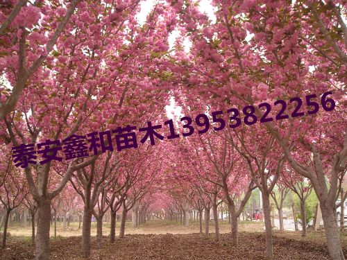 櫻花樹圖片/櫻花樹樣板圖 (4)