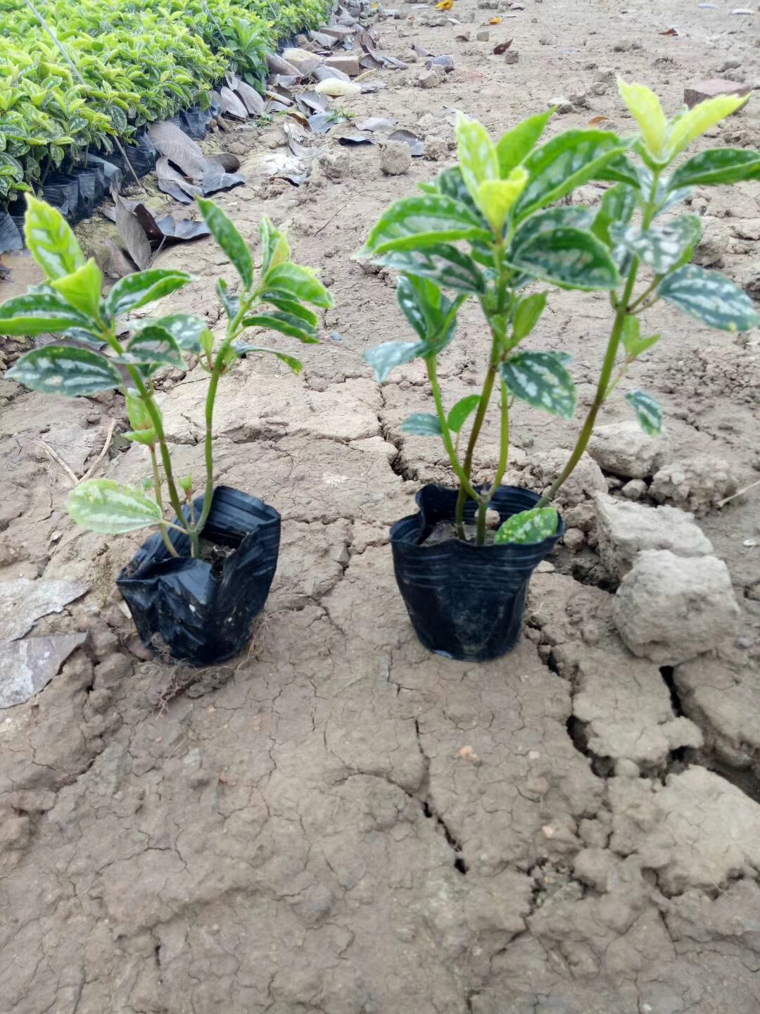 園林綠化景觀圖片/園林綠化景觀樣板圖 (3)