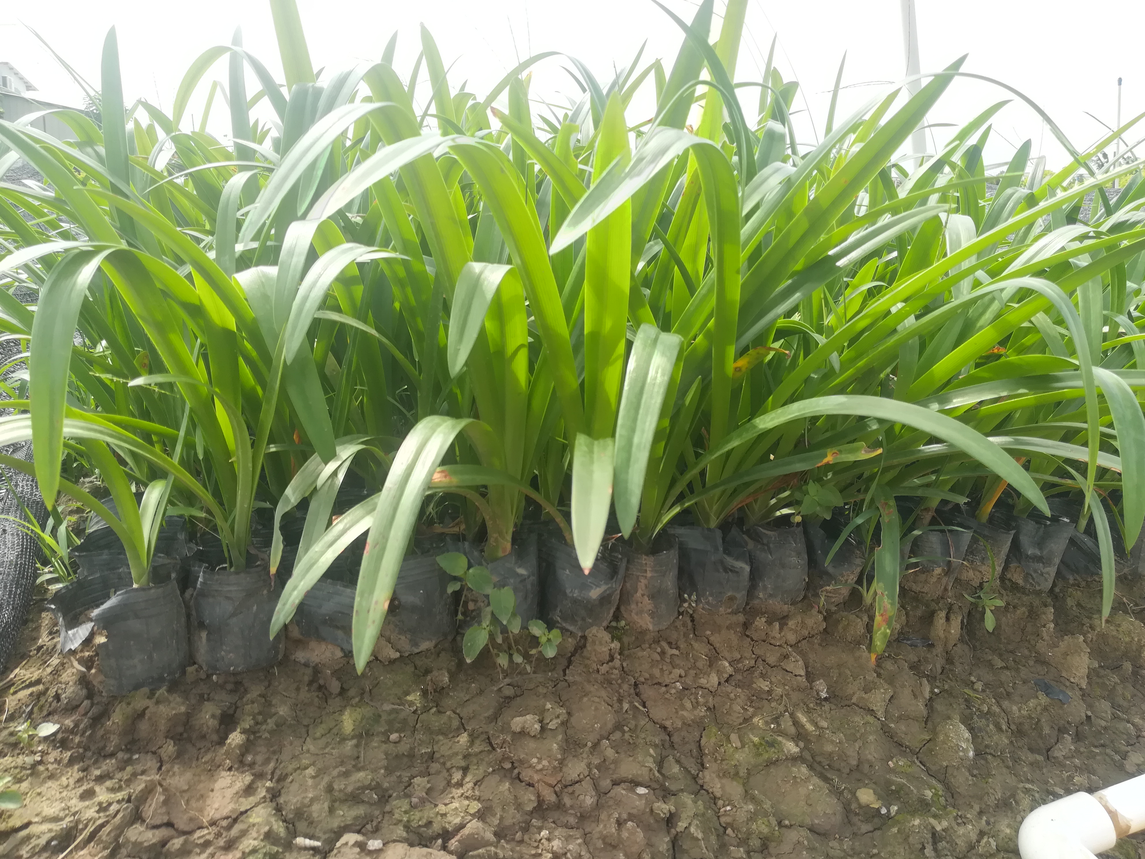 中山園林景觀圖片/中山園林景觀樣板圖 (3)