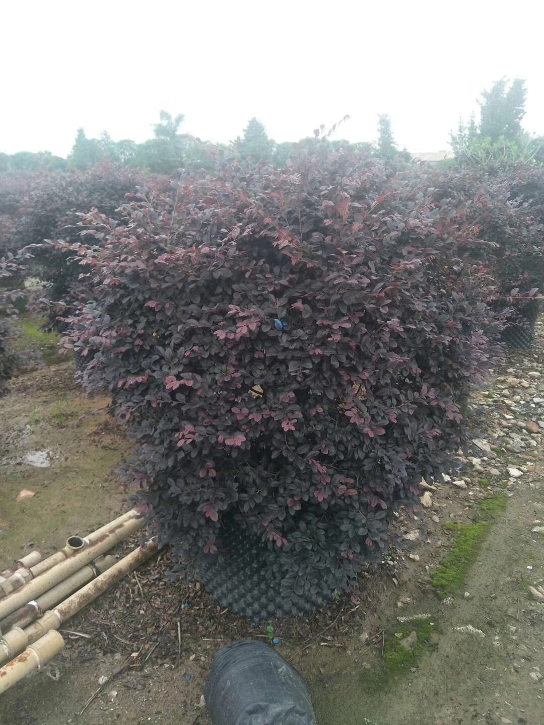 園林綠化圖片/園林綠化樣板圖 (3)