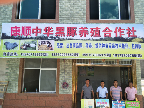 江西荷蘭豬種苗 江西*種苗 江西批發(fā)黑* 江西中華黑豚苗