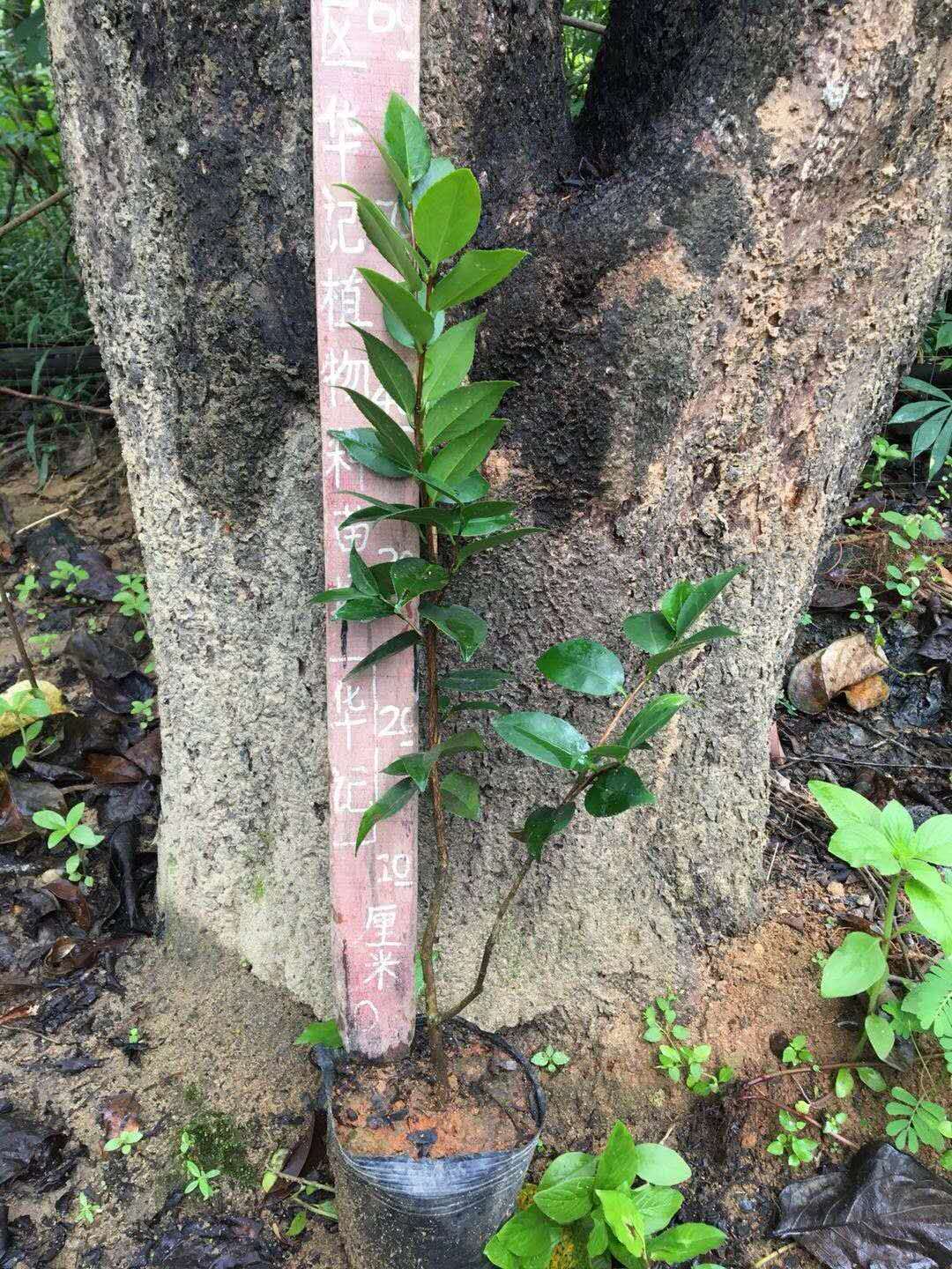烈香茶花，紅六角茶花，香水茶花圖片