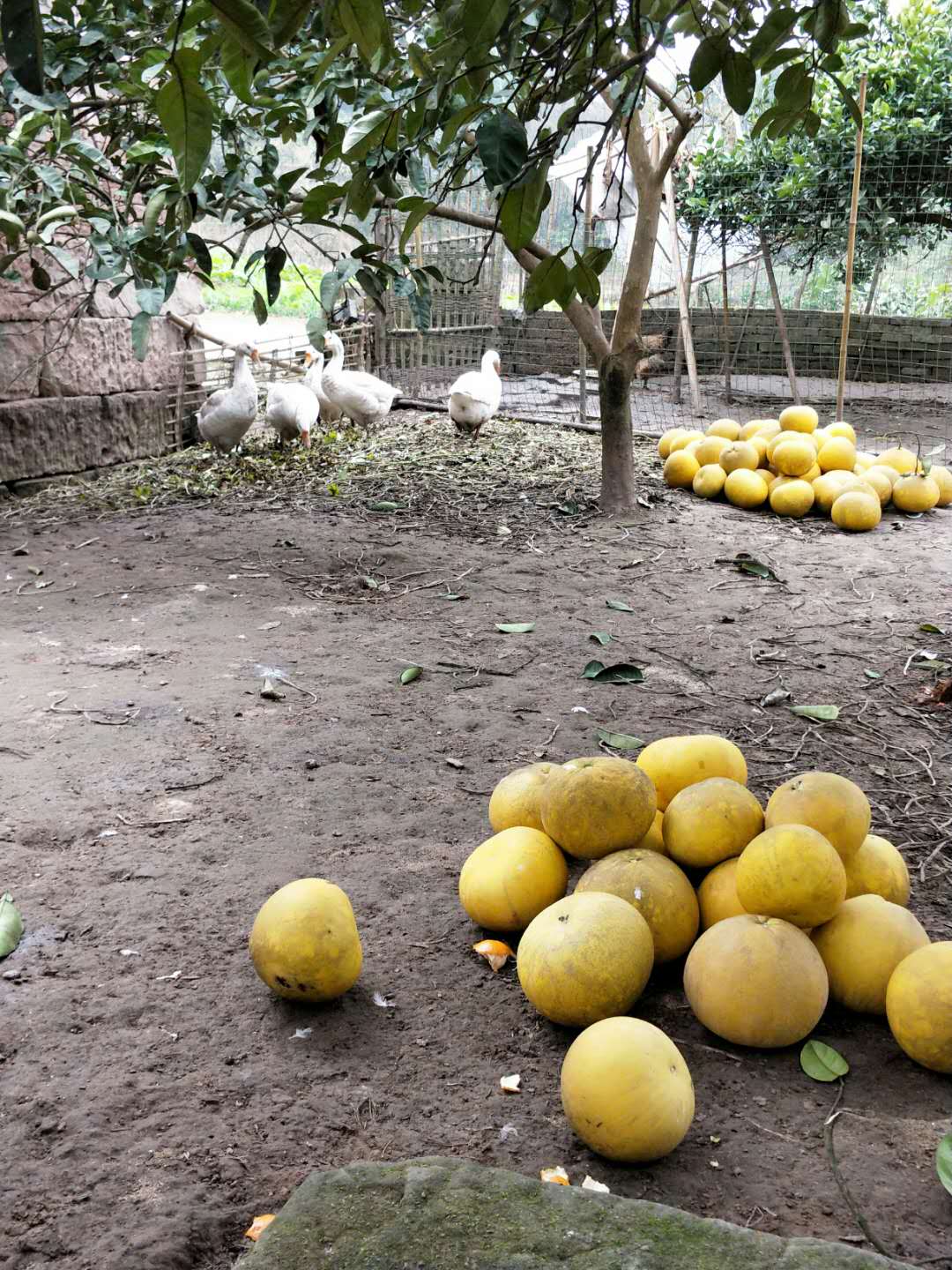 地道龙潭柚出售批发厂家地道龙潭柚出售批发梁平柚多少钱一斤产地直销品质保障