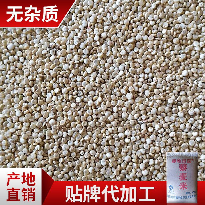 靜樂(lè)藜麥廠家直銷靜樂(lè)特產(chǎn)藜麥粗糧50斤裝藜麥米白藜麥 藜麥靜樂(lè)特產(chǎn)藜麥50斤裝