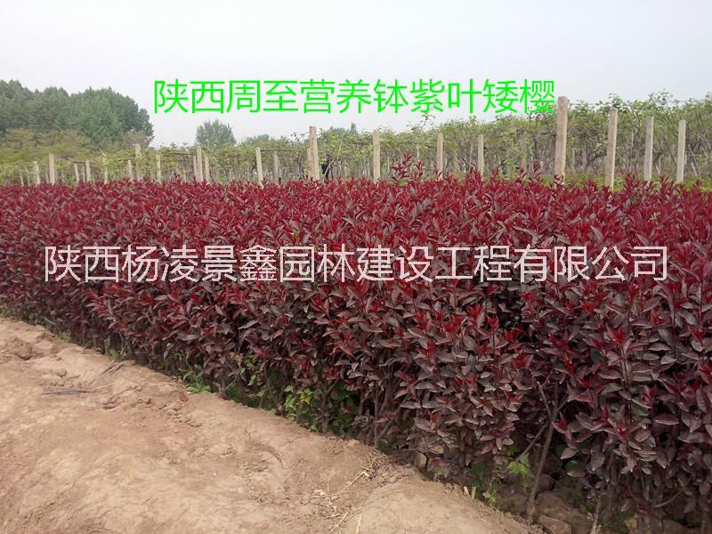 紫葉矮櫻圖片/紫葉矮櫻樣板圖 (2)