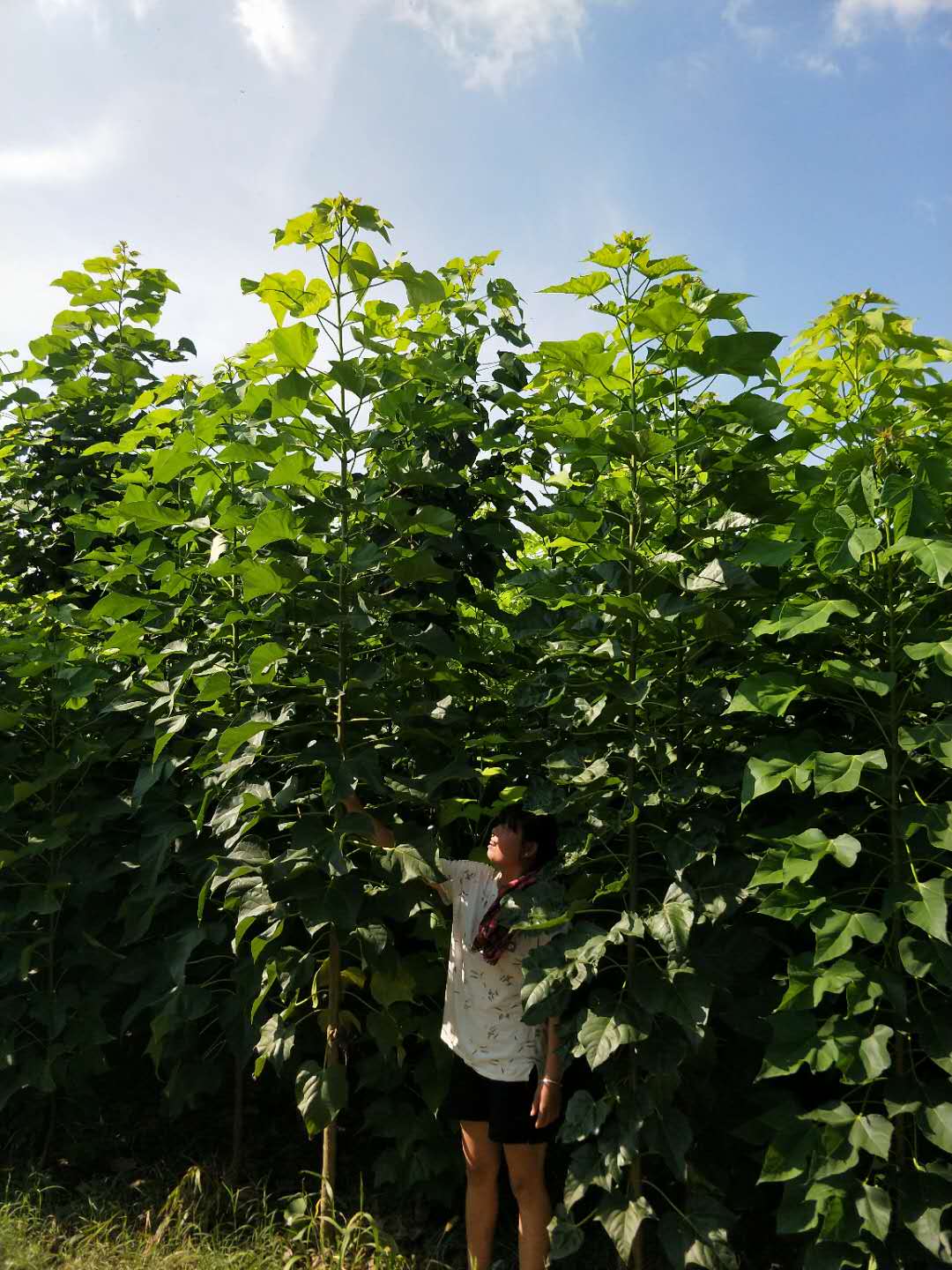 金丝楸树苗 太康楸树