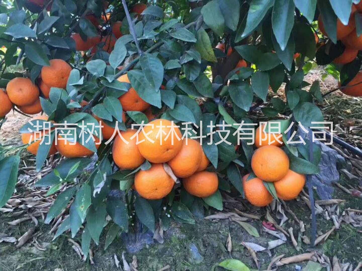 無核沃柑苗圖片/無核沃柑苗樣板圖 (1)