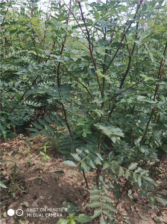 花椒树苗基地  山东花椒树苗批发商   优质花椒树苗供应商图片