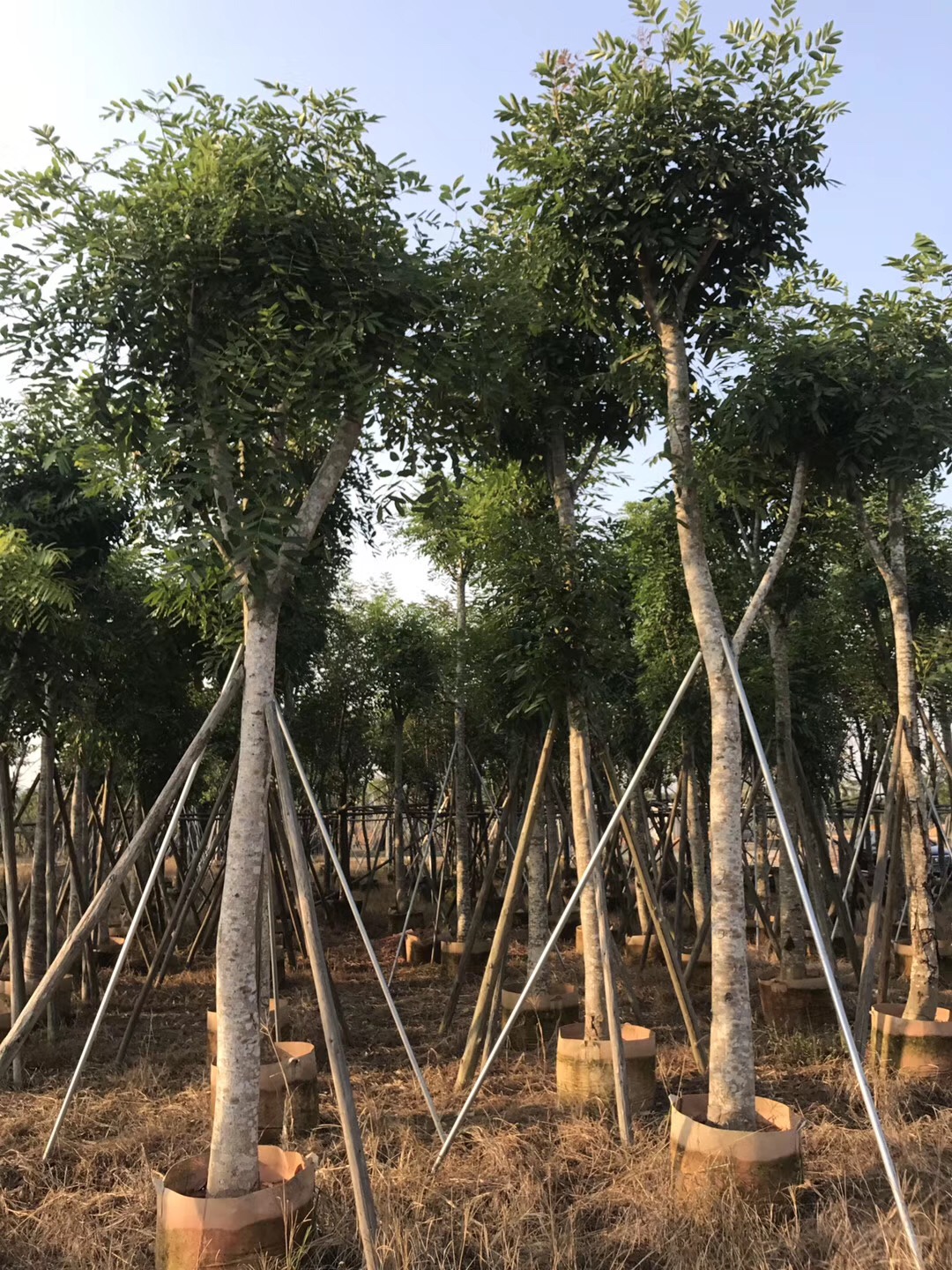 大量低价供应绿化苗木桃花心木-揭阳自家苗场种植销售及园艺园林-普宁基地-5-50公分图片