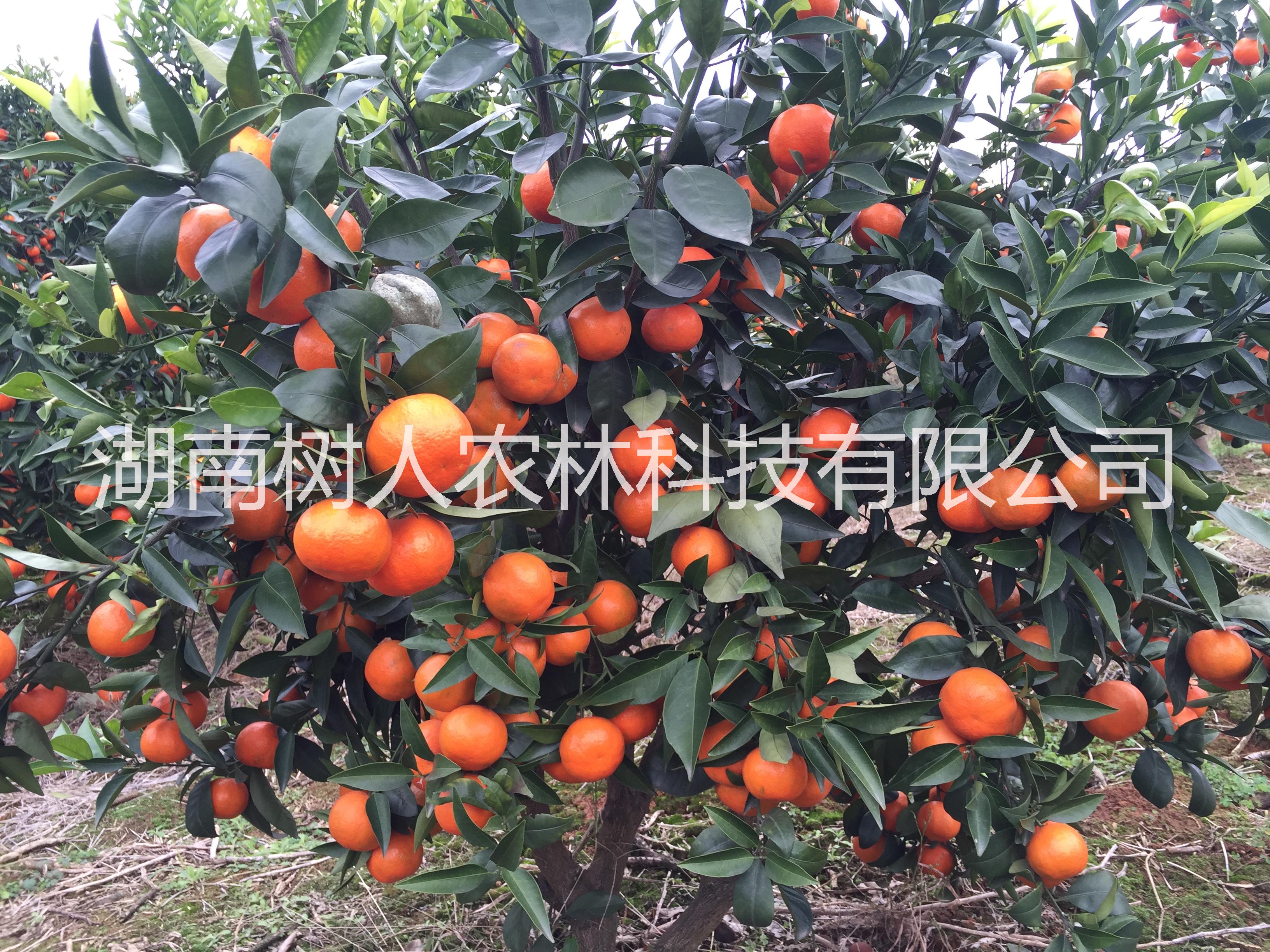 世紀(jì)紅柑桔苗樹人公司供應(yīng)及各類柑桔橙子品種柑桔苗管理技術(shù)指導(dǎo)