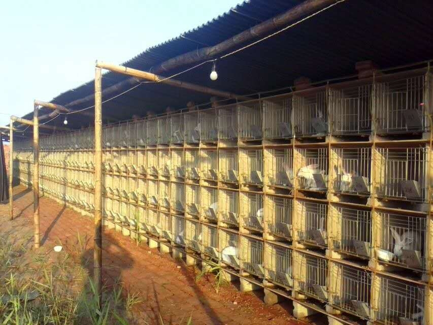 水泥兔籠圖片/水泥兔籠樣板圖 (1)