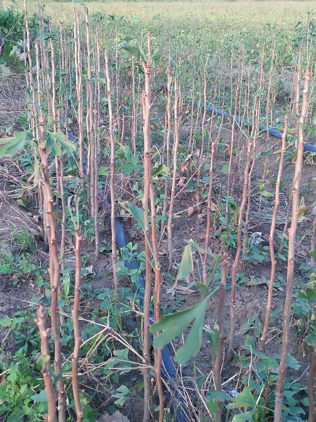 銀杏樹圖片/銀杏樹樣板圖 (4)