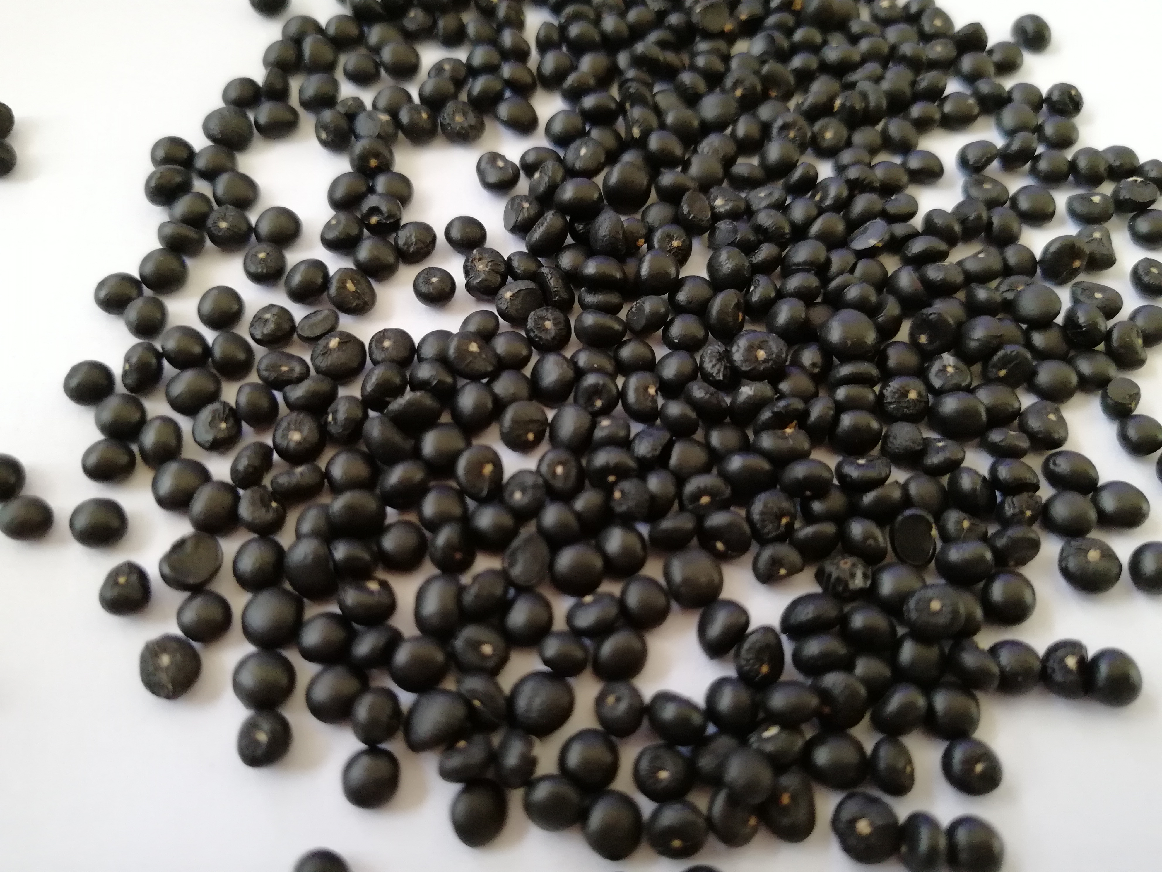 蘆筍種子圖片/蘆筍種子樣板圖 (3)