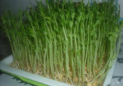 麻豌豆種子圖片/麻豌豆種子樣板圖 (4)