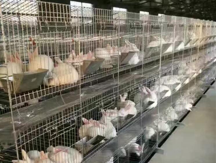 鐵絲兔圖片/鐵絲兔樣板圖 (1)