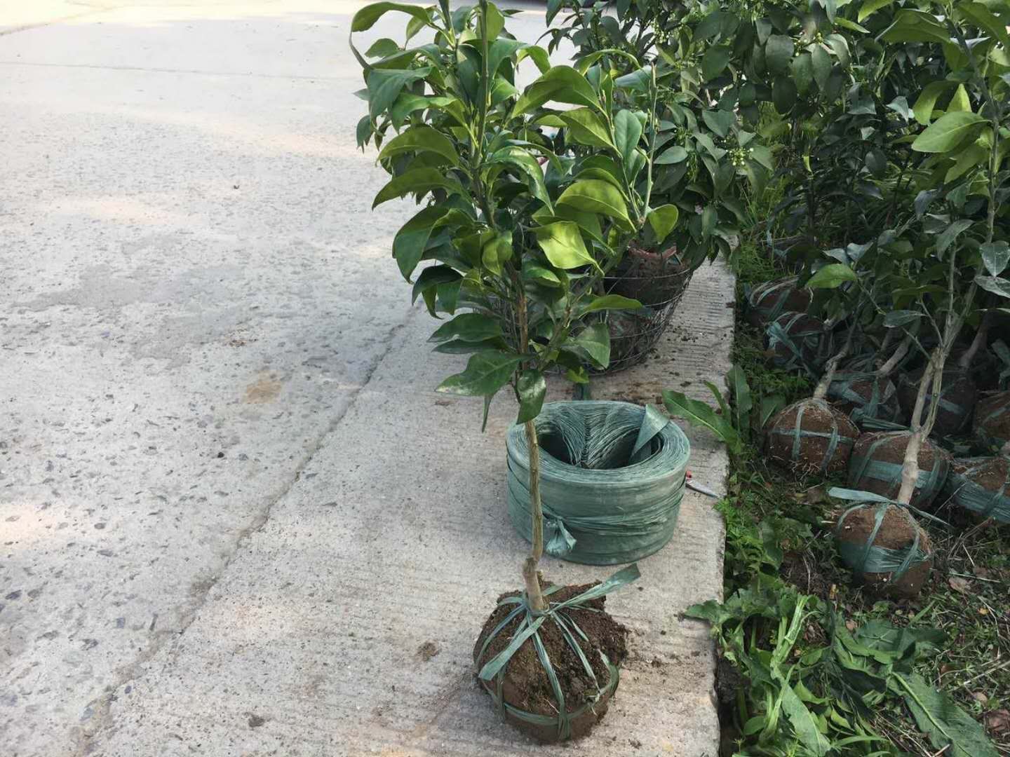 橘子圖片/橘子樣板圖 (1)