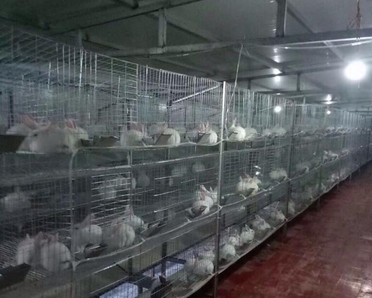 鐵絲兔圖片/鐵絲兔樣板圖 (2)