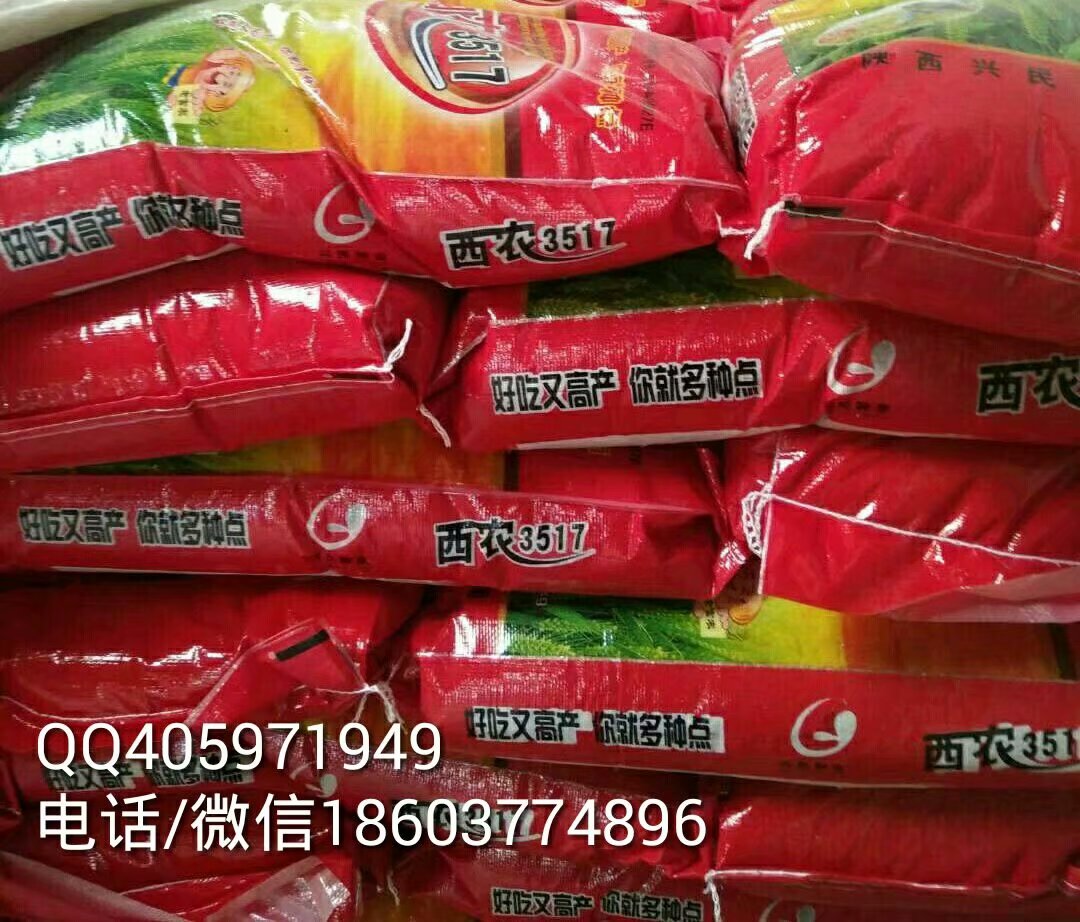 用于農業(yè)生產的強筋優(yōu)質高產抗病品種西農3517小麥種子