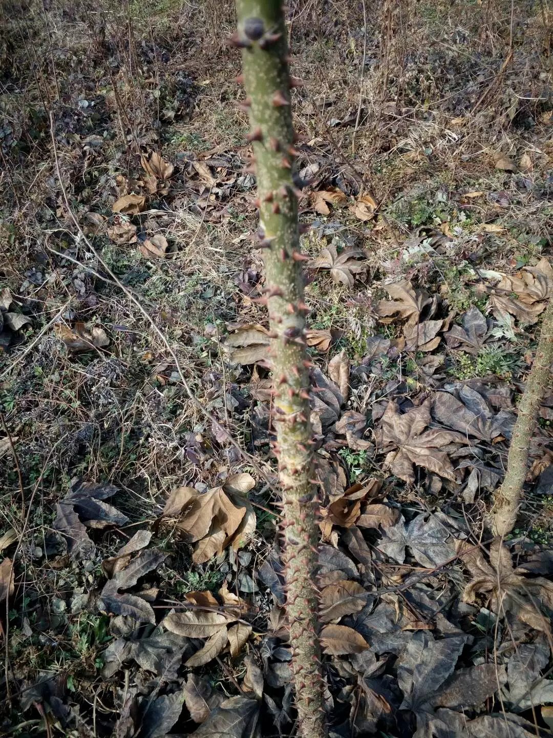 刺楸圖片/刺楸樣板圖 (2)