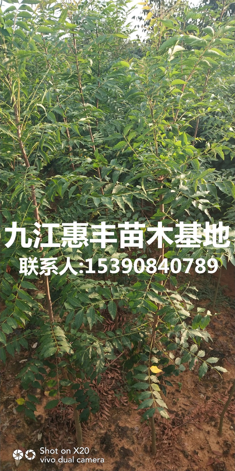 1公分黃連木價(jià)格/2公分黃連木價(jià)