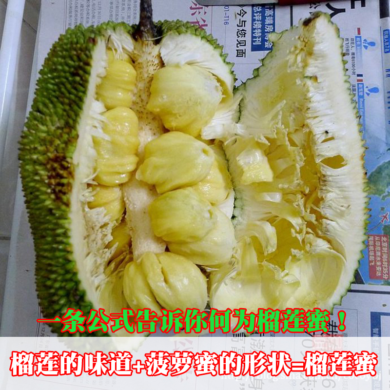 海南菠蘿榴蓮蜜苗圖片/海南菠蘿榴蓮蜜苗樣板圖 (2)
