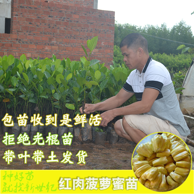 馬來西亞一號菠蘿蜜苗 四季菠蘿蜜苗 泰國紅肉干包菠蘿蜜樹苗 海南菠蘿蜜嫁接苗