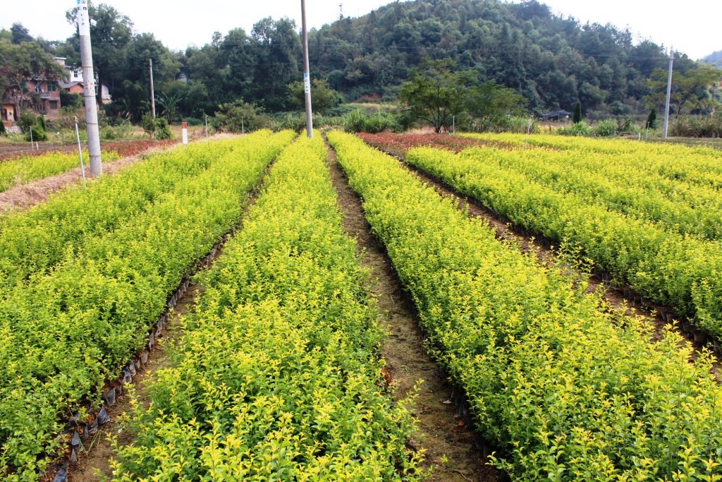 金禾女貞大杯苗*|浙江金禾女貞批發(fā)基地|金禾女貞精美大杯苗H50|金禾女貞*大杯苗低拋售