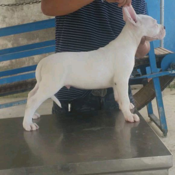純種杜高犬圖片/純種杜高犬樣板圖 (1)