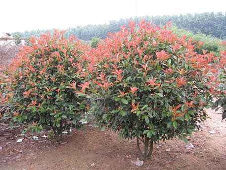 大豐紅葉石楠樹(shù)價(jià)格，大量米徑2-6公分紅葉石楠樹(shù)價(jià)格，10公分紅葉石楠樹(shù)批發(fā)價(jià)格