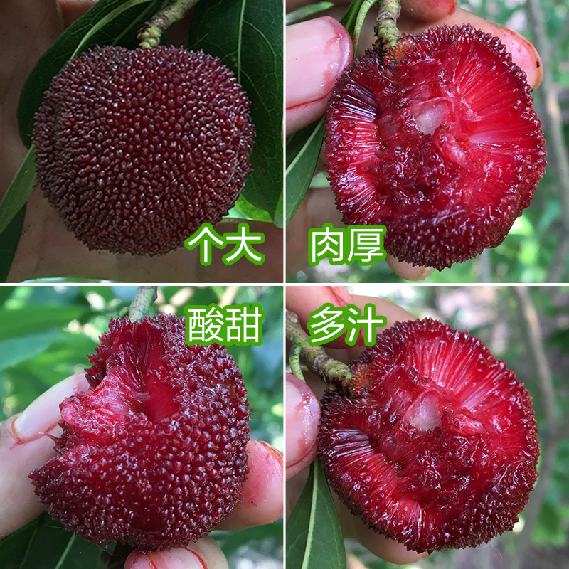東魁楊梅苗圖片/東魁楊梅苗樣板圖 (2)