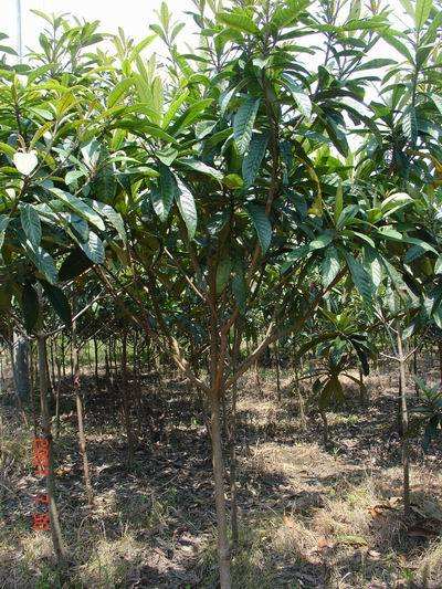 江蘇枇杷苗種植基地，江蘇枇杷苗供貨商價格，江蘇枇杷苗批發(fā)價格